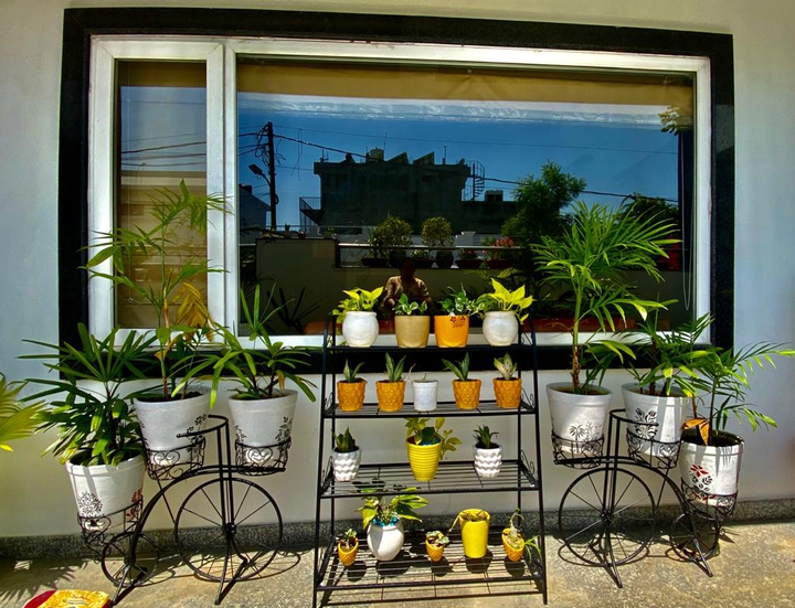 plants