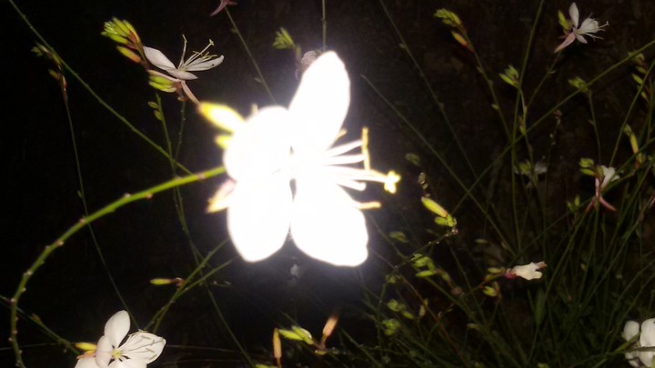Nightwalk