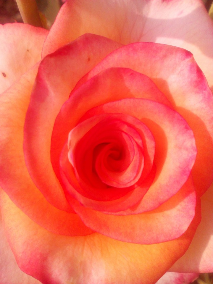 my lovely rose ❤