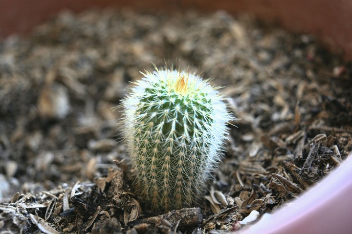 cacti