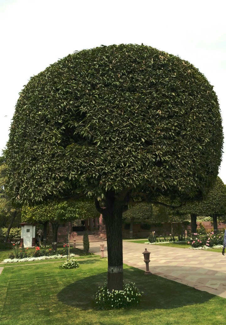 free tree