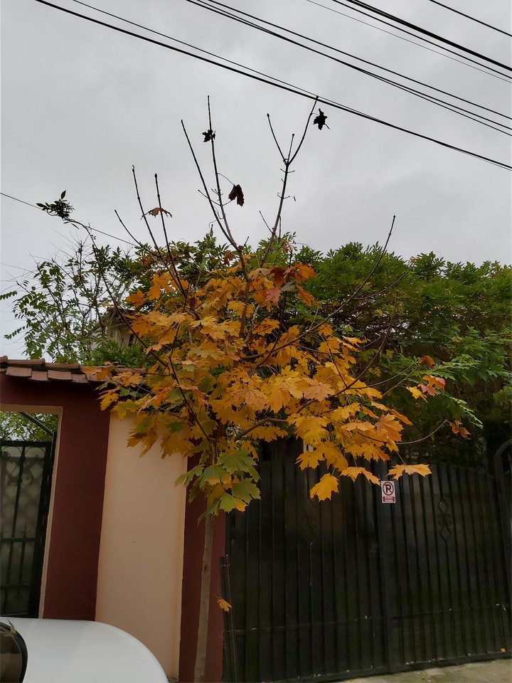 Autumn piece