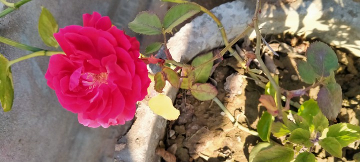 rose