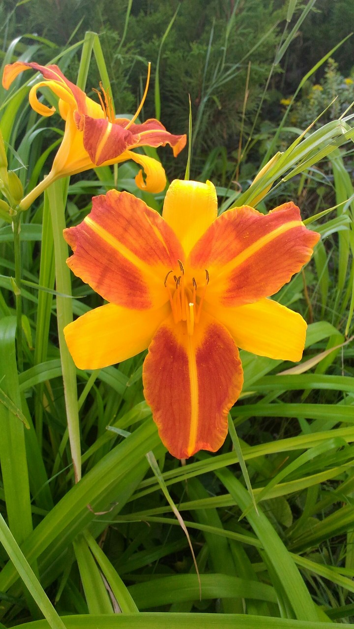 Orange Lily
