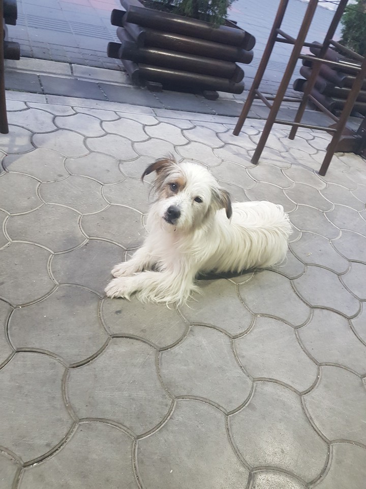 dog