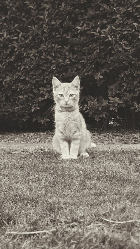 Roux