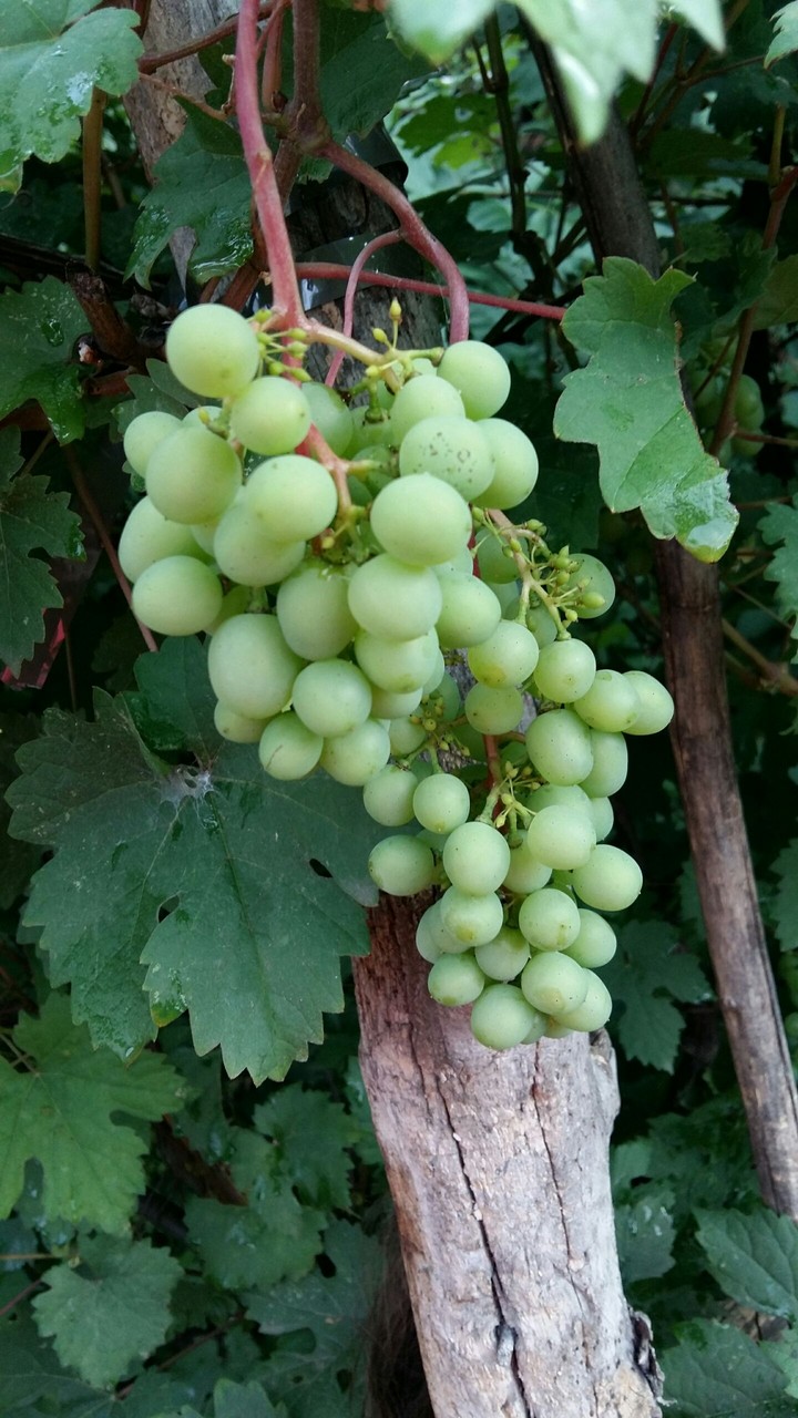 Fruit