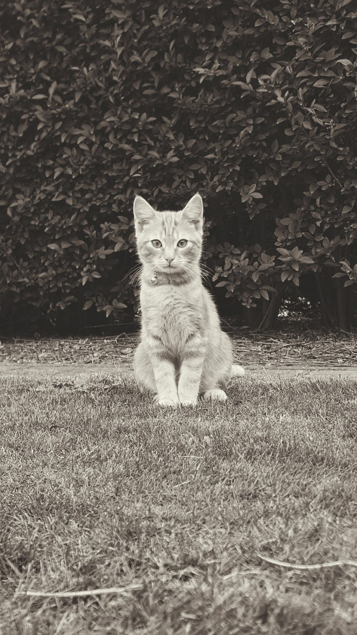 Roux