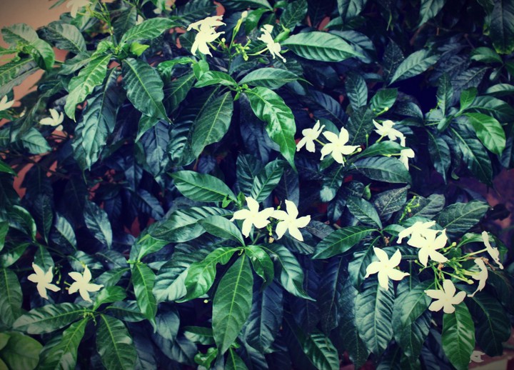 flowers