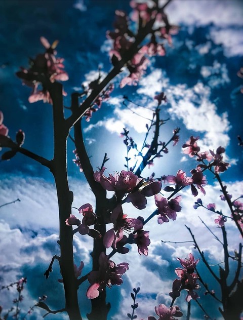 The peach blossoms are beautiful