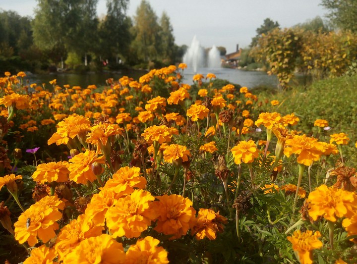 Marigold