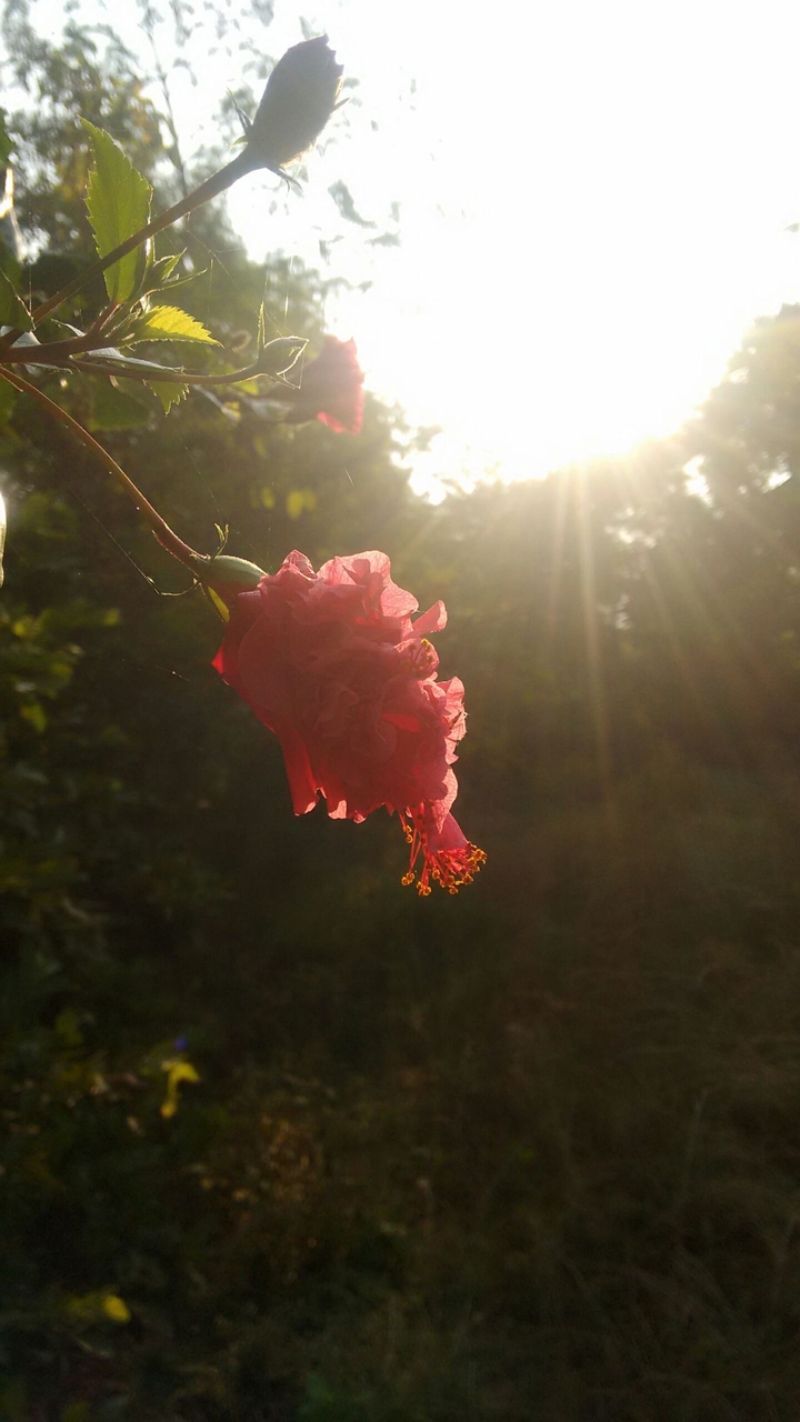 Sun Ray...
