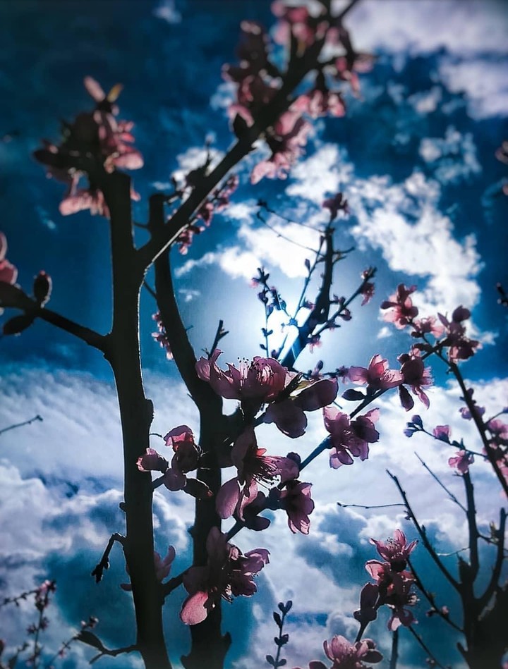 The peach  blossoms are beautiful