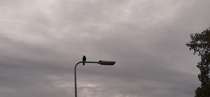 birdy closer
