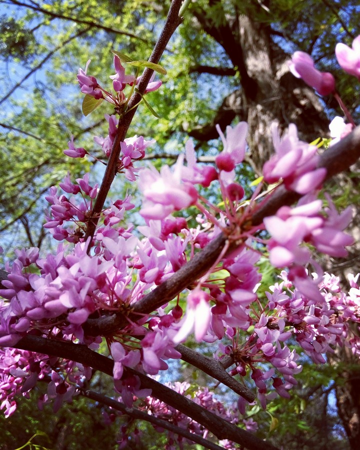 Blossom
