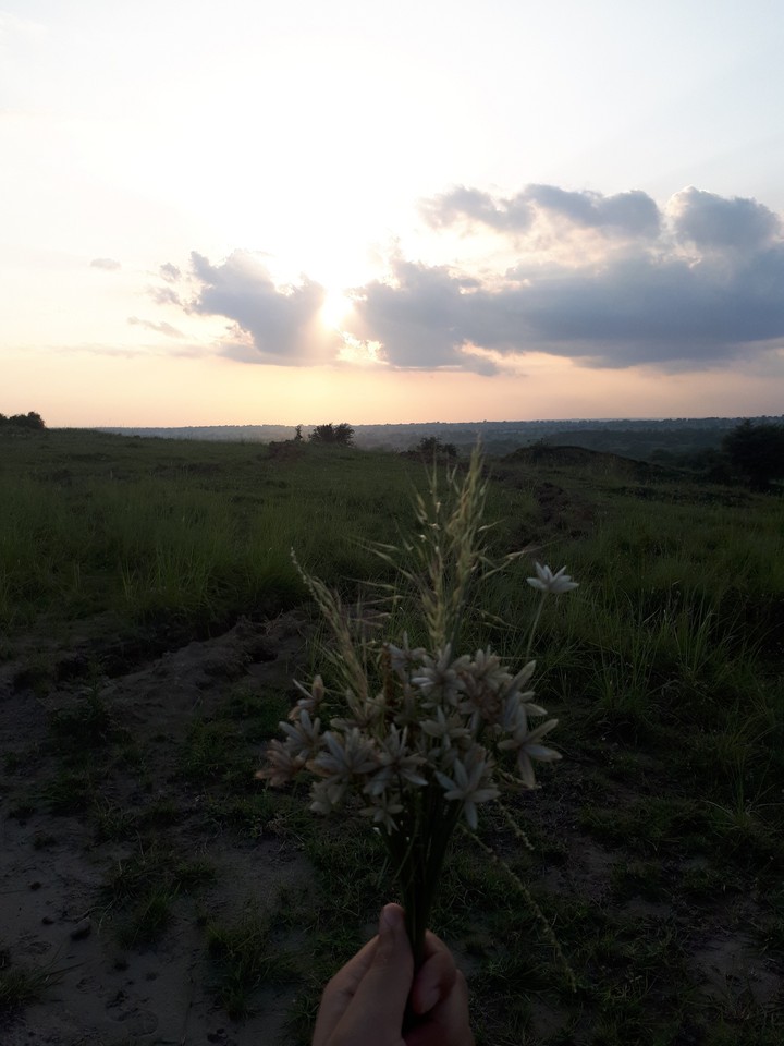 fields