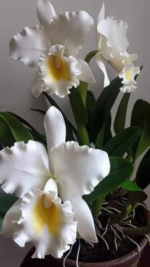 Flores para alegrar a vida.