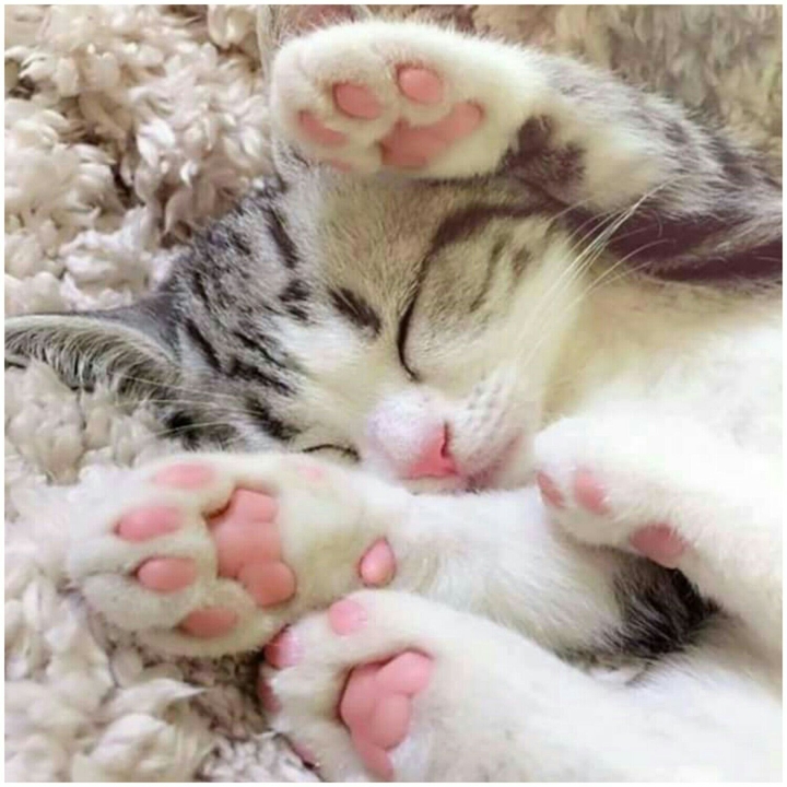 Adorable