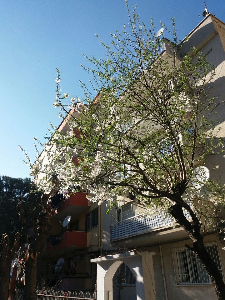 spring