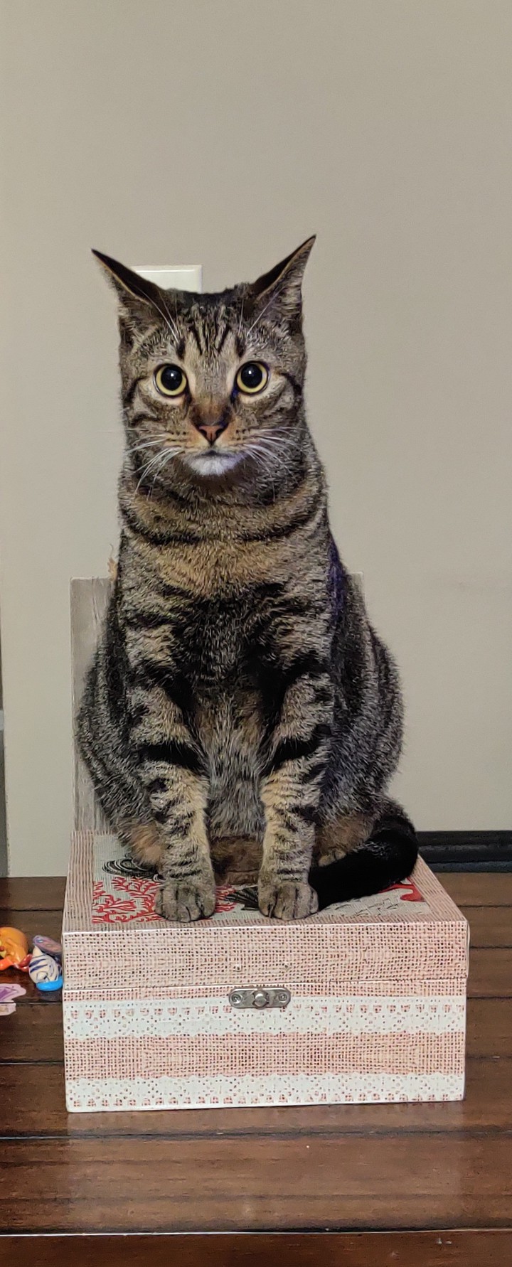 Cat Statue