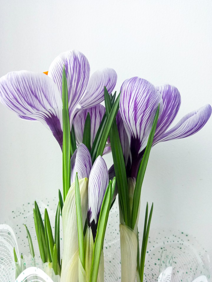 Crocus?