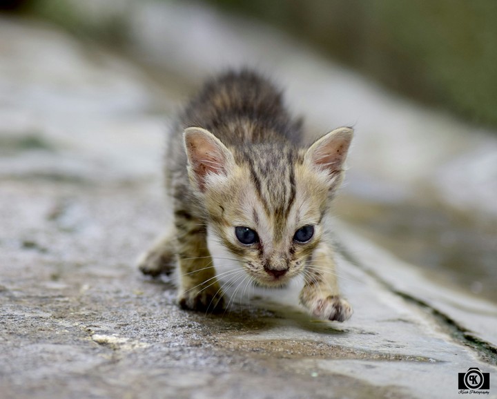 Kitten