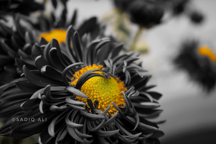 Beautiful color splash
