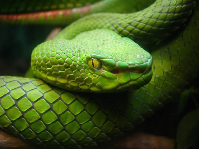 snake