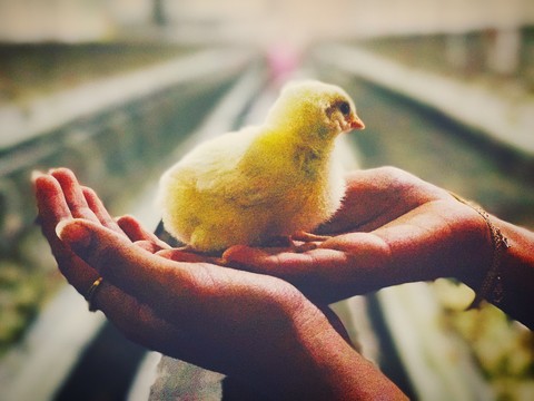 Little chicken