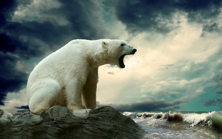 polarbear