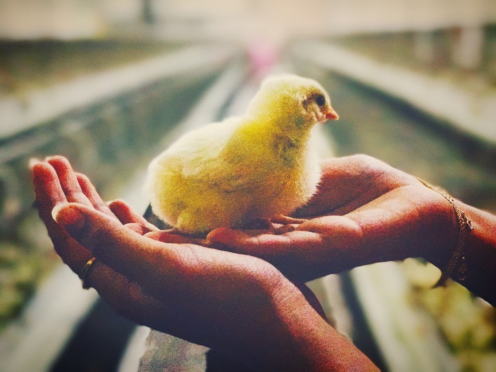 Little chicken