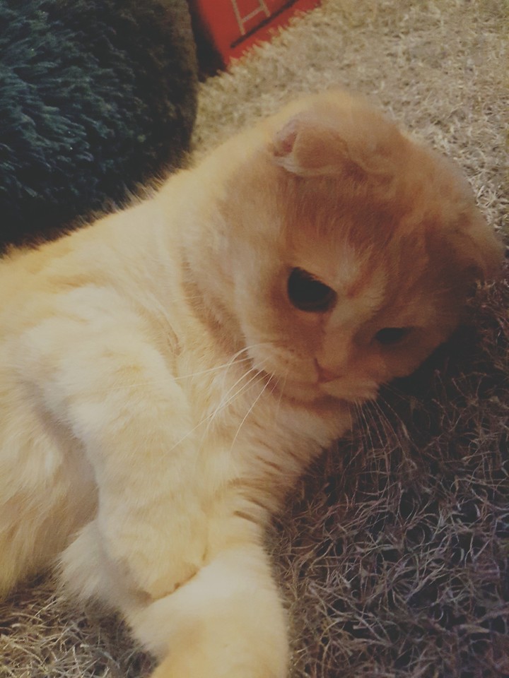 우울한보리
