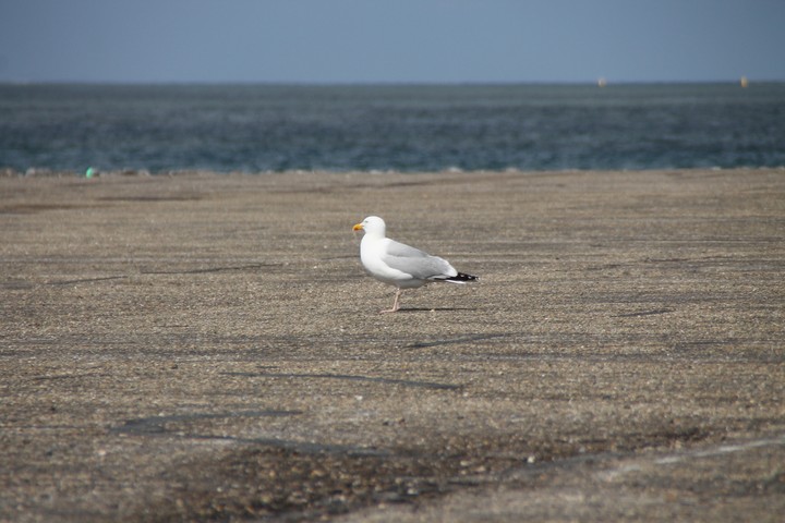 meeuw