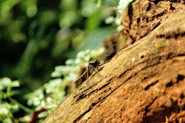 Dragonfly