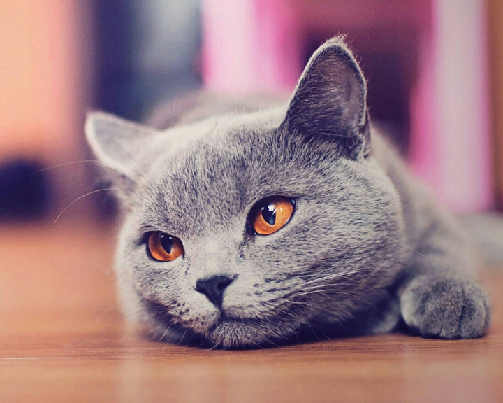 Котик ван лав