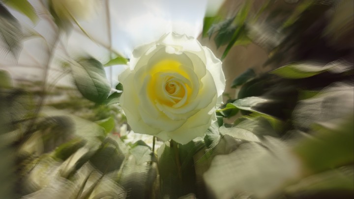 Mohammadi Flower