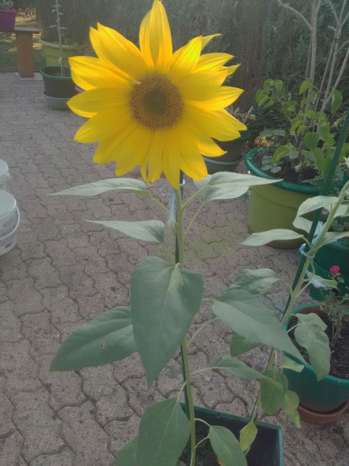 Tournesol