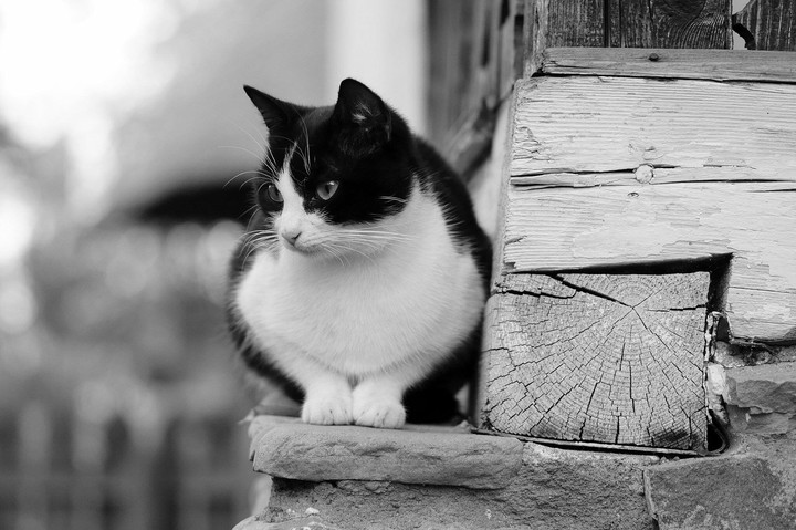 Meow