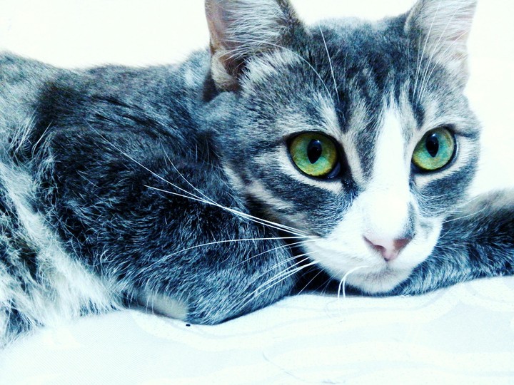 Like a tiger