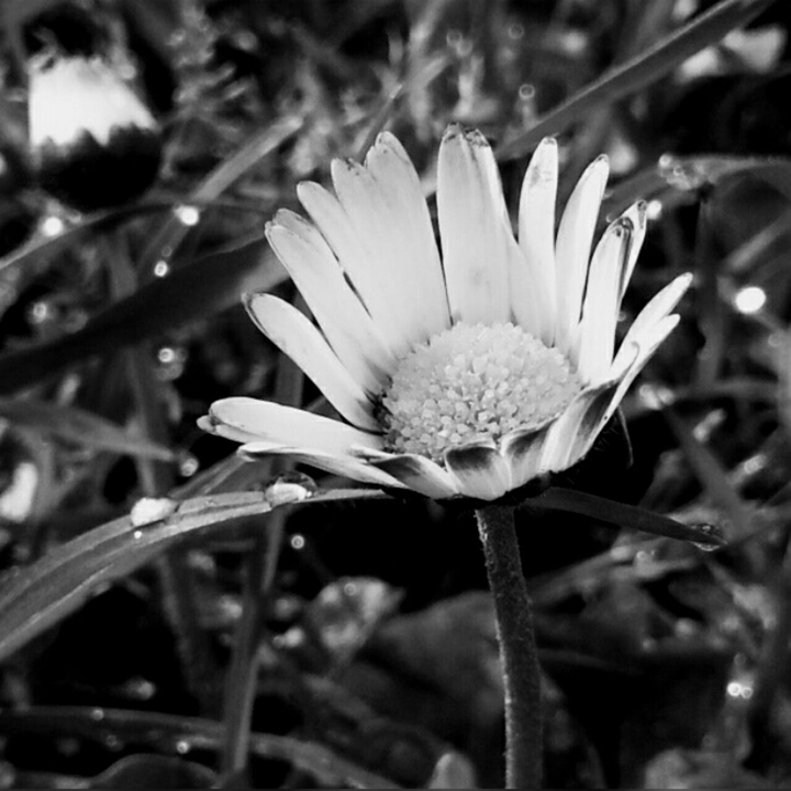 blacknwhite margarita