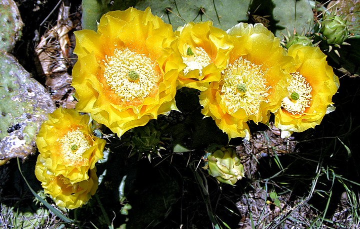 cactus bouquet