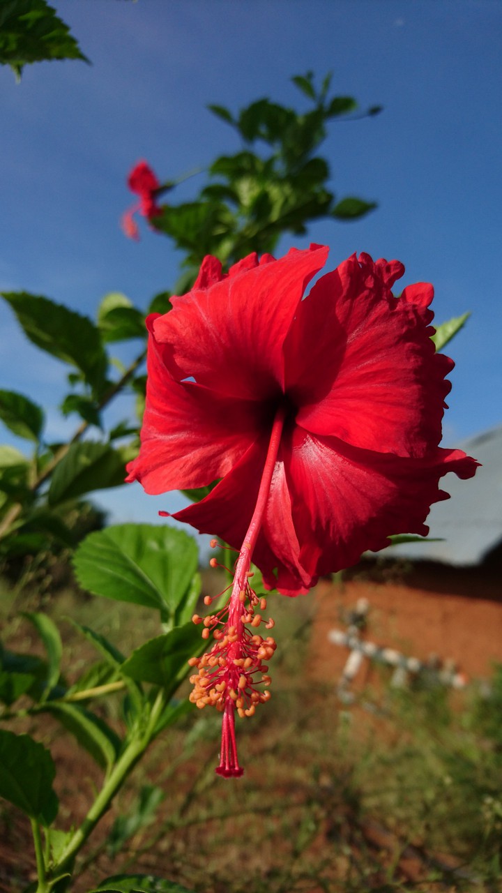Hibiscus flower