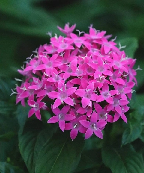 Flower, Petal, Plants