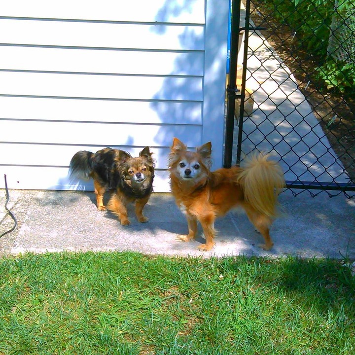 My Babies Onyx & Major