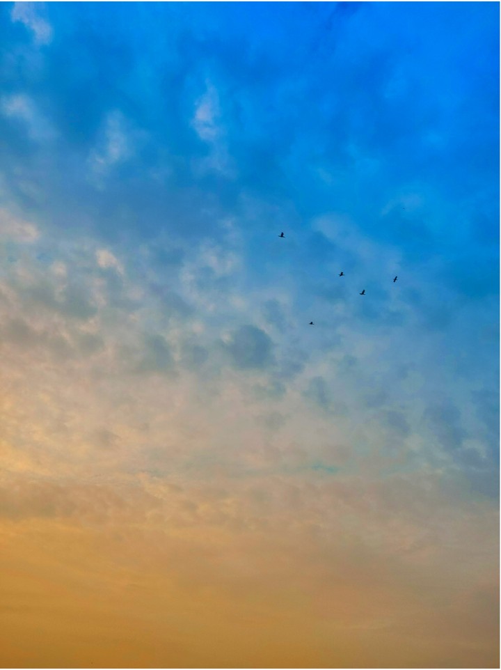 LET THEM FLY !!