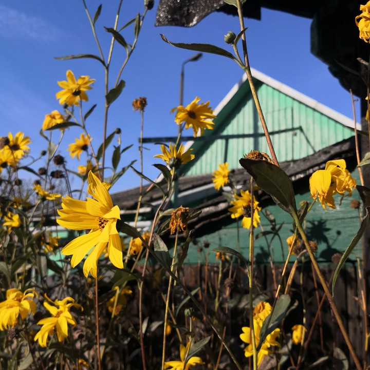 Last flowers