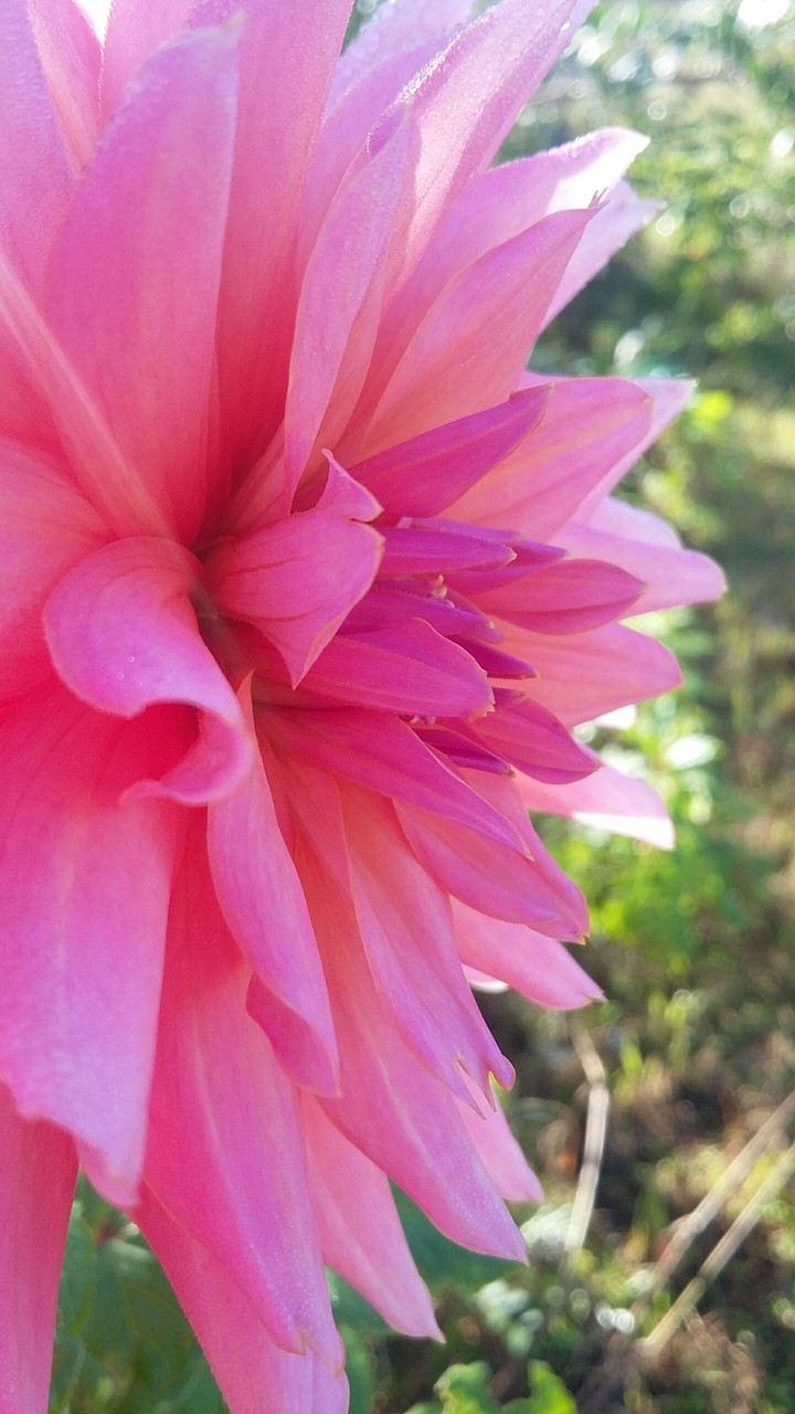 flor