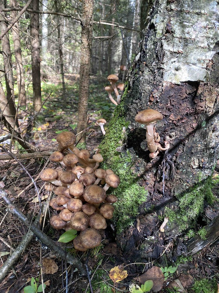 грибы
