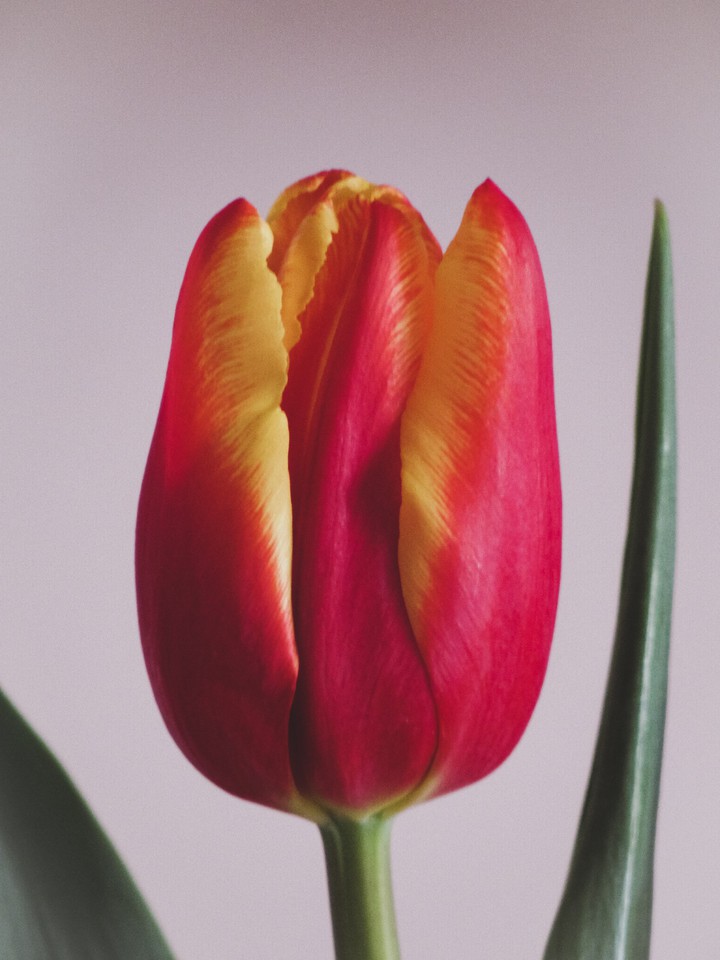 tulip