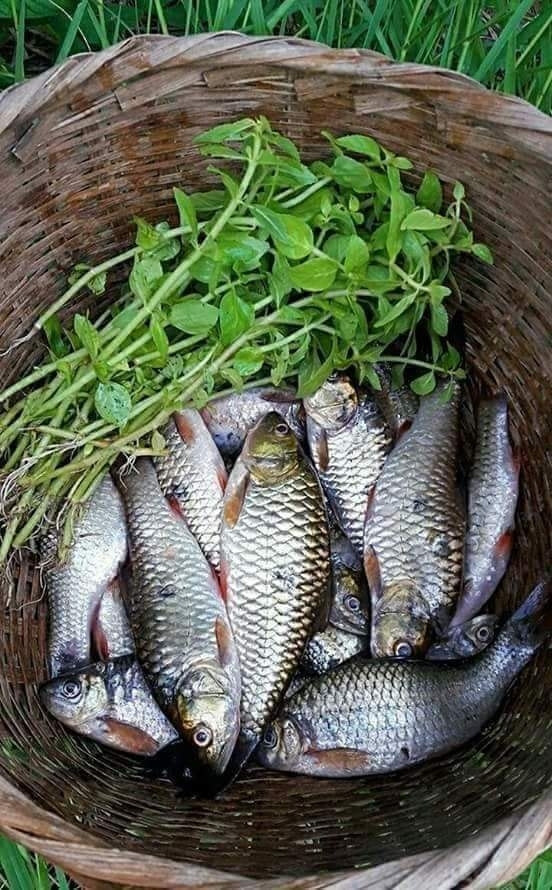 Fish